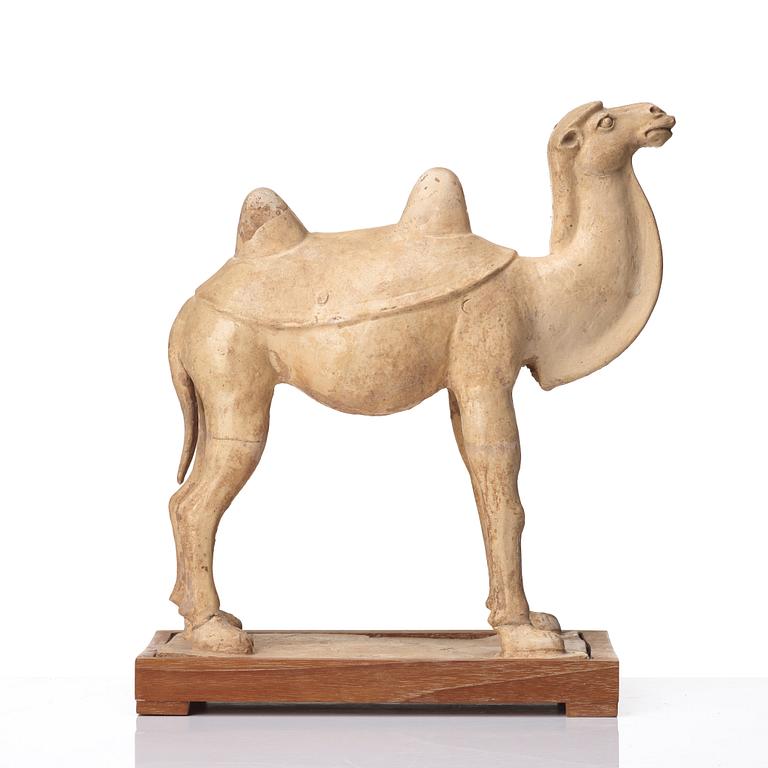 A yellow glazed camel, Tang dynasty (618-906).