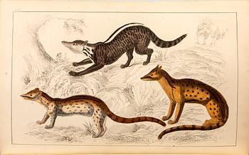 OLIVER GOLDSMITH 'A History of The Earth and Animated Nature' I-II, hand colored plates, c 1870.