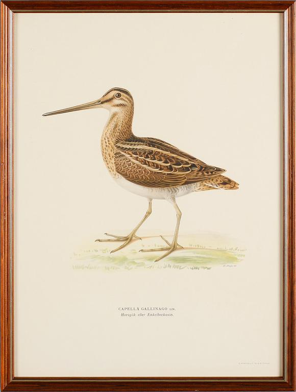 LITOGRAFISKA TRYCK, 13 st, ur von Wrights "Svenska fåglar", A. Börtzells, Stockholm.