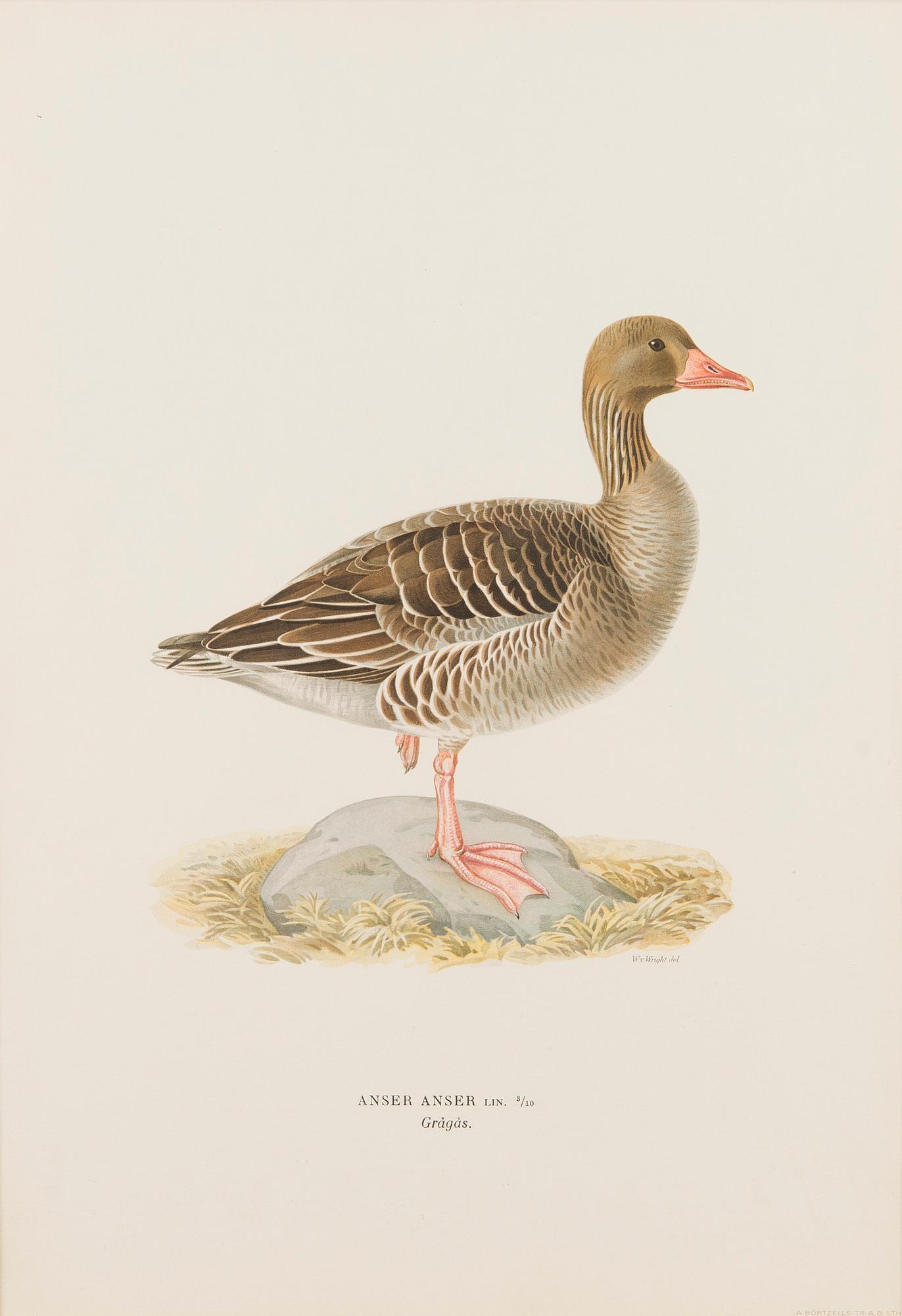 LITOGRAFIER, 5 st, efter Wilhelm von Wright och Bror Hallberg. A. Börtzell, Stockholm.