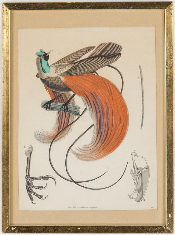 LITOGRAFISKA TRYCK, 4 st,handkolorerade, bl.a. Frankrike och Stuttgart, Tyskland, 1900-talets första hälft.