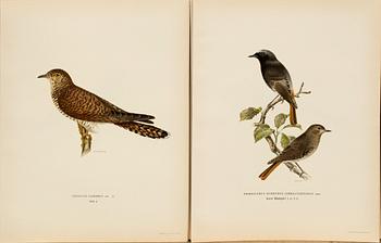 FROM VON WRIGHT "SVENSKA FÅGLAR", 50 pcs, A. Börtzells. 1924.