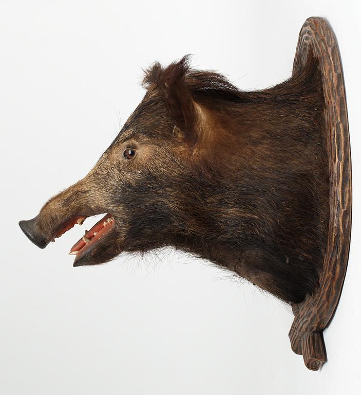 A 20 th cent stuffed wildboar.