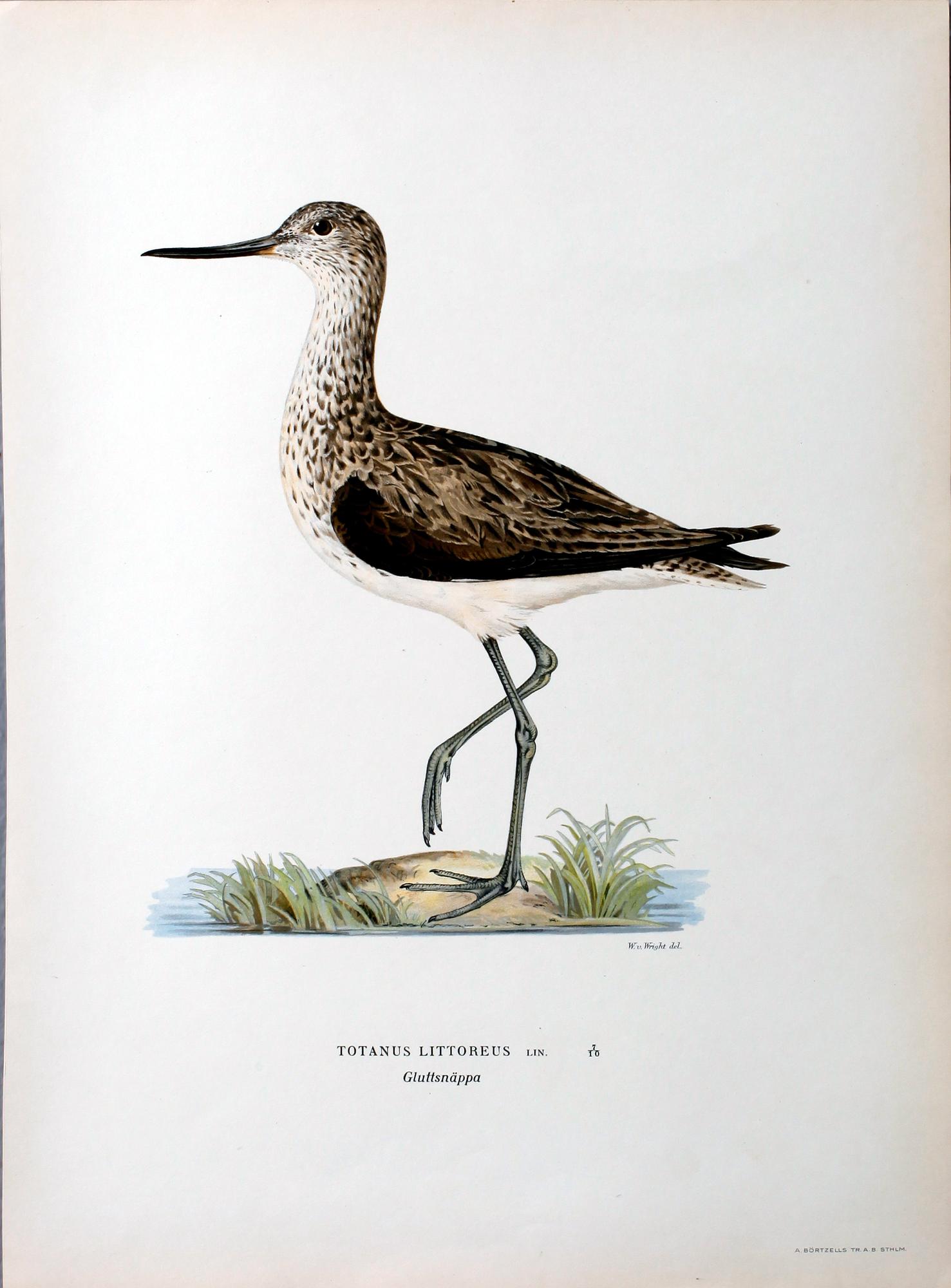 PARTI GRAFISKA BLAD, ca 150 st, ur von Wrights Svenska fåglar.