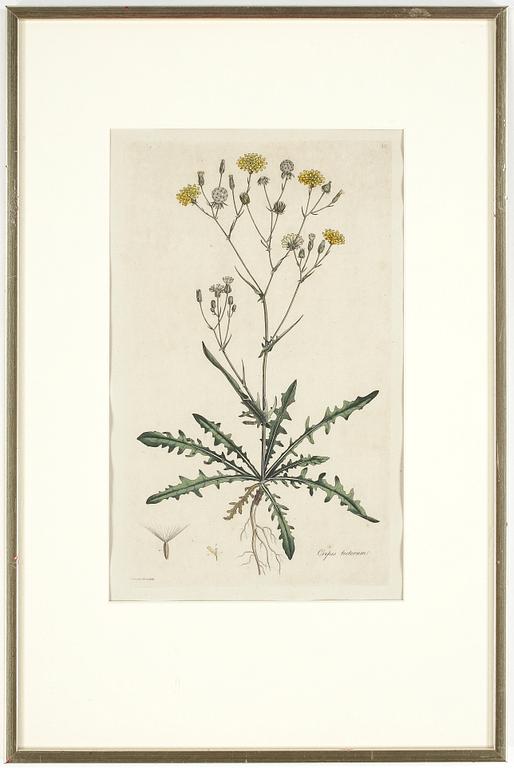 GRAVYRER, ett par, delvis handkolorerade, 1700-tal.