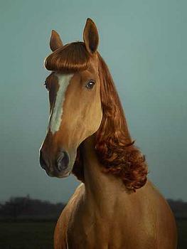 JULIAN WOLKENSTEIN, a photography, signed and numbered, 2007.