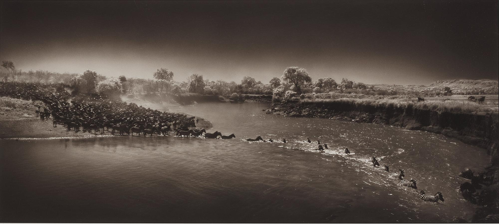 Nick Brandt, "Zebra River Crossing, Masai Mara, 2006".