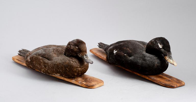 VETTAR, 2 st, 1900-talets andra hälft.