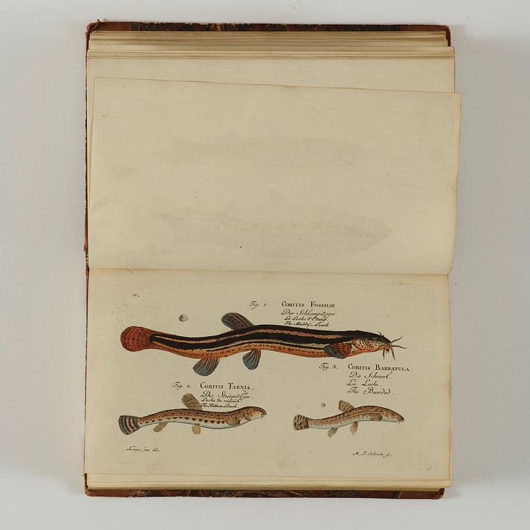 MARC ÉLIÉSER BLOCH (1723-1799), 6 vol, Ichthyologie ou Histoire Naturelle des Poissons, Berlin 1796.