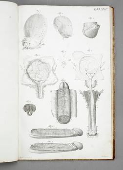 BOK, G H R Loders, "Tabulae Anatomicae Splanchologia", omkr år 1800.