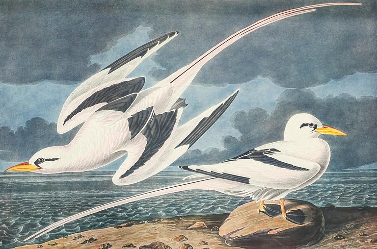 The book "The Birds of America", volume II, by John James Audubon, numbered 178/500, 1973.