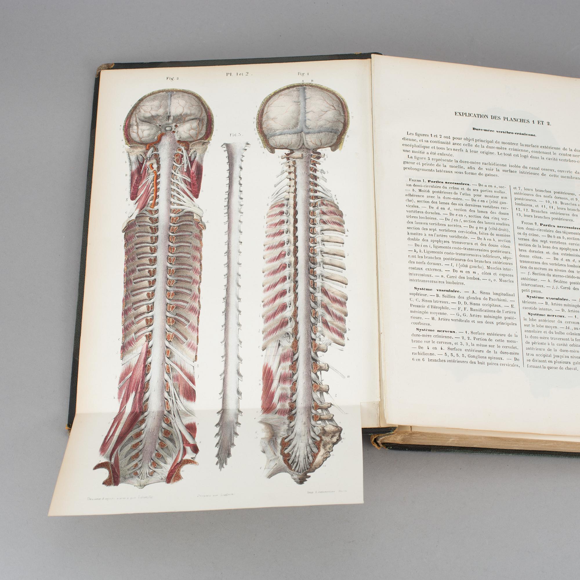 ATLAS, "Systeme Nerveux", Ludovic Hirschfeld, Victor Masson et Fils,  Paris, 1866.