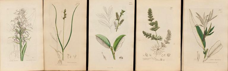 UR "ENGLISH BOTANY" 3:e upplagan, vol VII, 1854 172 st handkolorerade kopparstick. London.