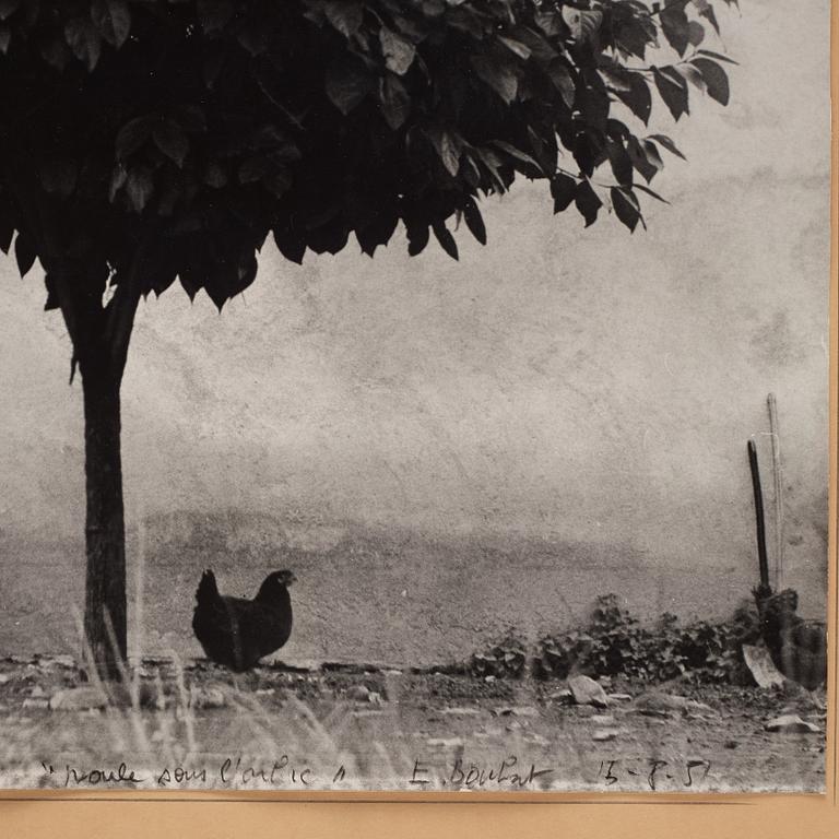 Edouard Boubat, "La Poule et L’Arbre, France", 1950.