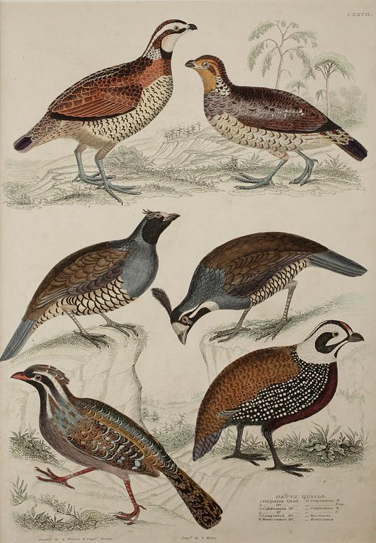 ALEXANDER WILSON, gravyrer, 2 st, handkolorerade.