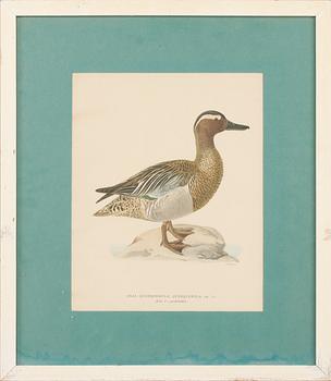 MAGNUS & WILHELM VON WRIGHT, grafiska blad 6 st ur "Svenska fåglar", 1900-talets första hälft.