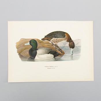 LITOGRAFISKA TRYCK, ca 150 st, Ferdinand von Wright, Börtzells, Stockholm.