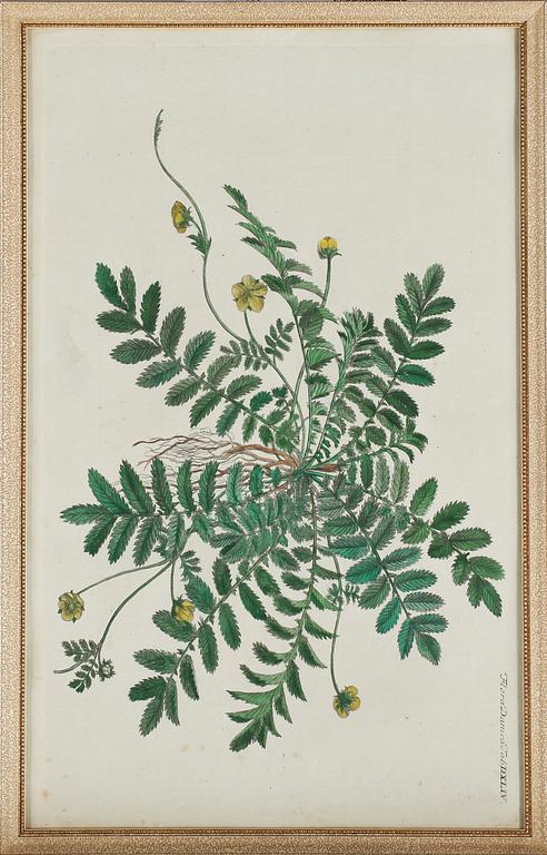 GRAVYRER, 8 st, ur Flora Danica, 1800-tal.