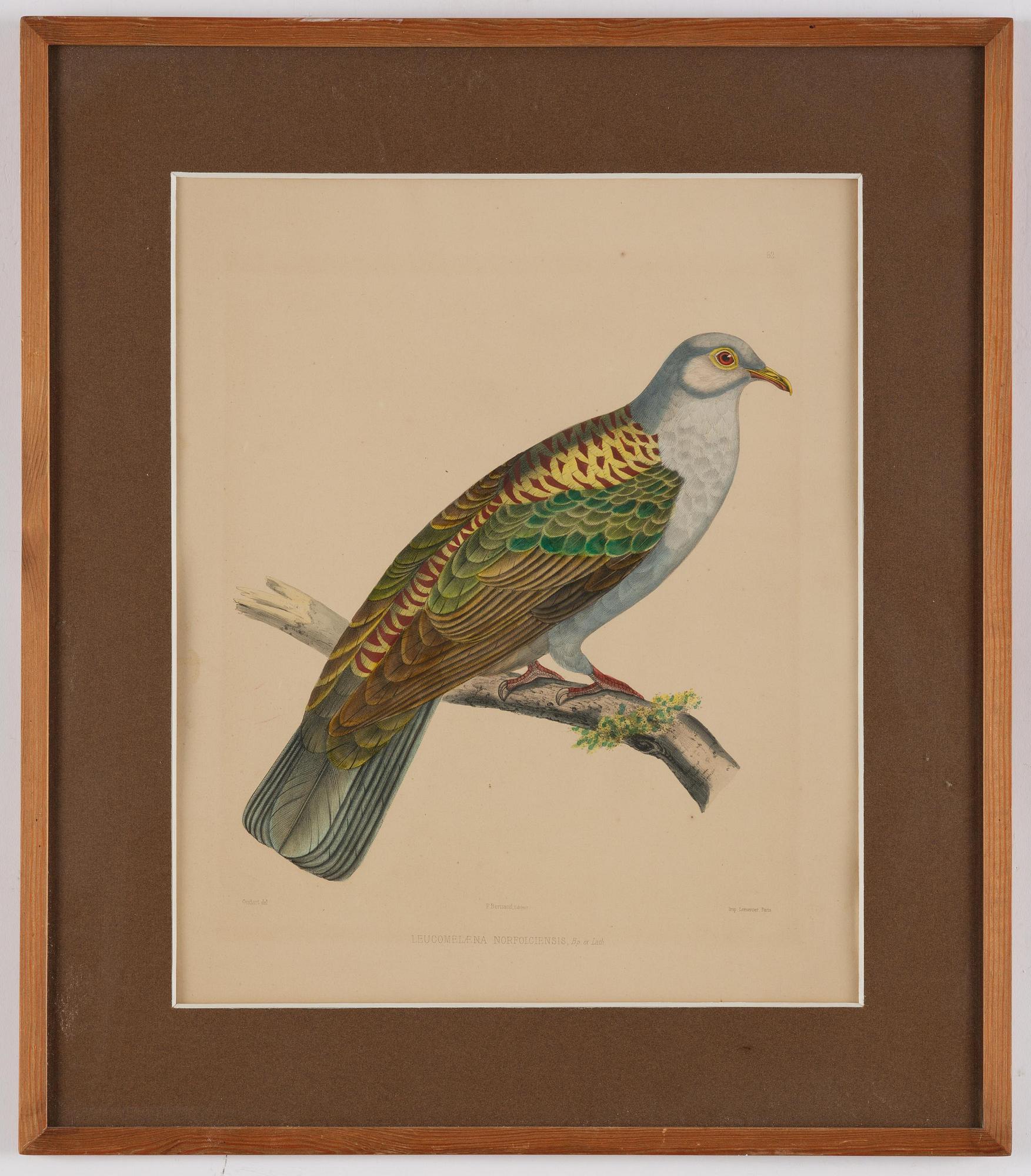 A set of eight plates from "Iconographie des pigeons" by Charles Lucien Bonaparte.