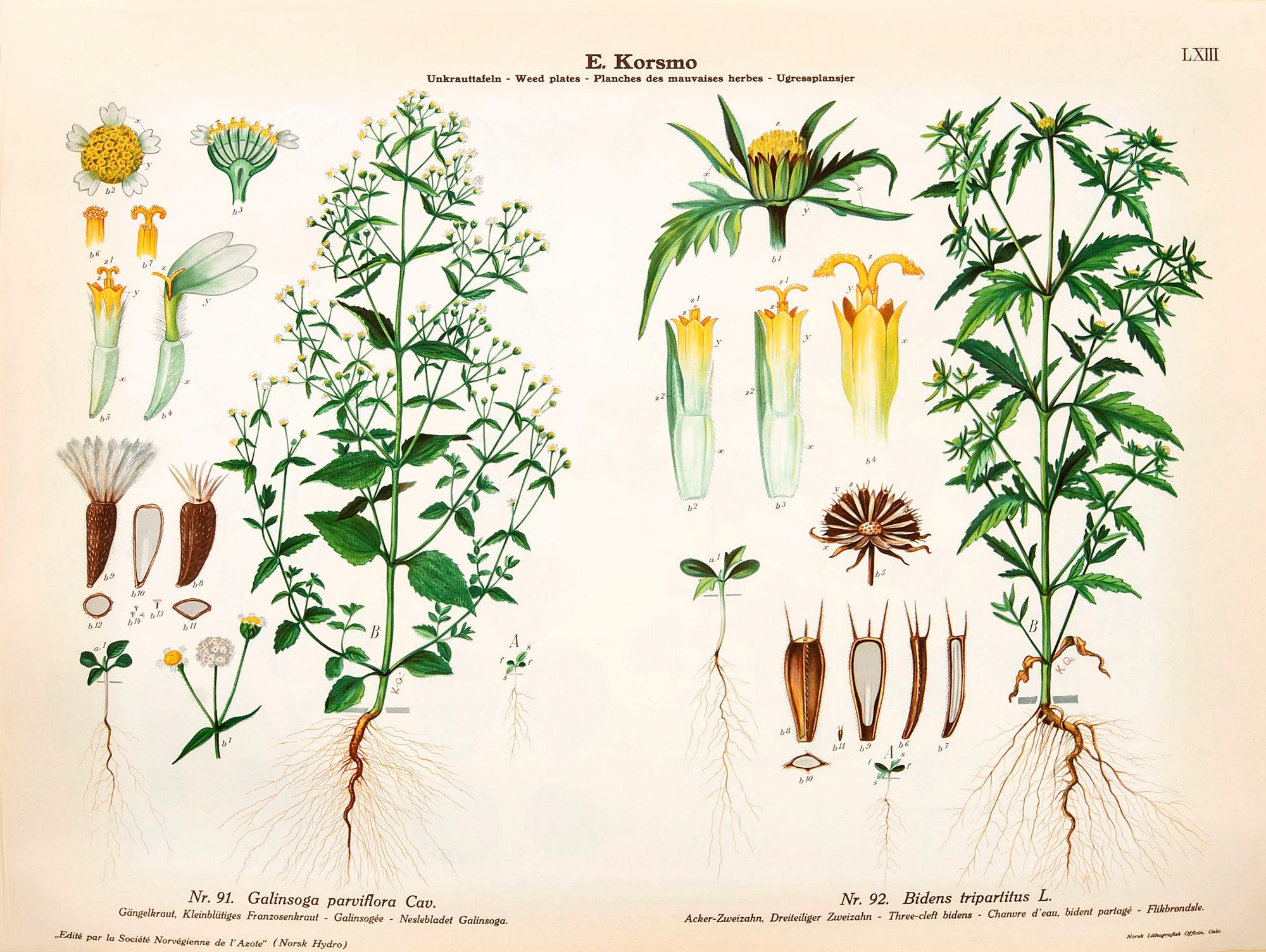 Emil Korsmo, 31 lithographic weed plates.