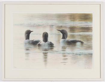 Lars Jonsson, Great Northern Diver.
