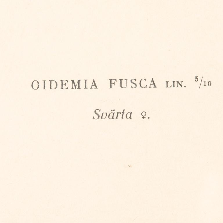 LITOGRAFIER, 4 st, efter von Wright, Magnus, Wilhelm & Ferdinand & Hallberg, Bror. A. Börtzell, Stockholm.