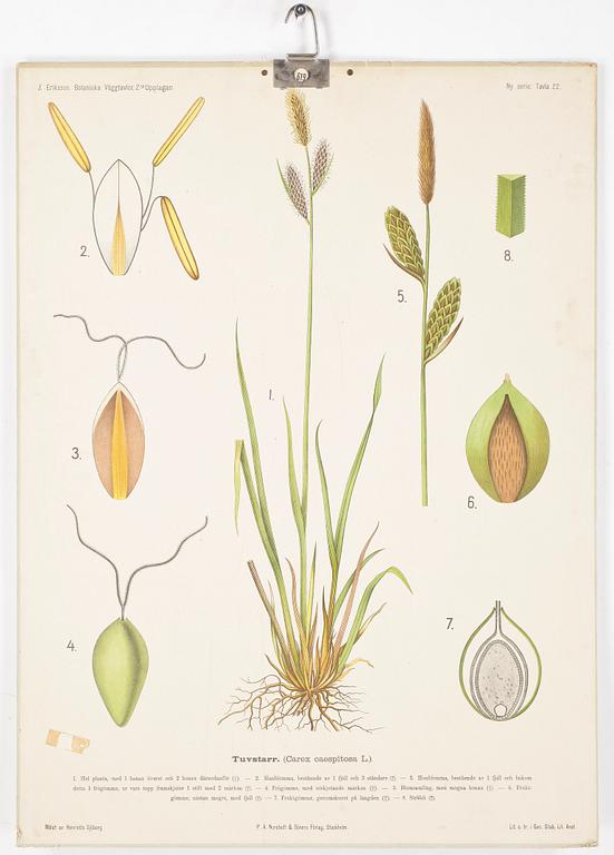 SKOLPLANSCHER, 4 st, Norstedt & Söner, omkring 1900-talets mitt.