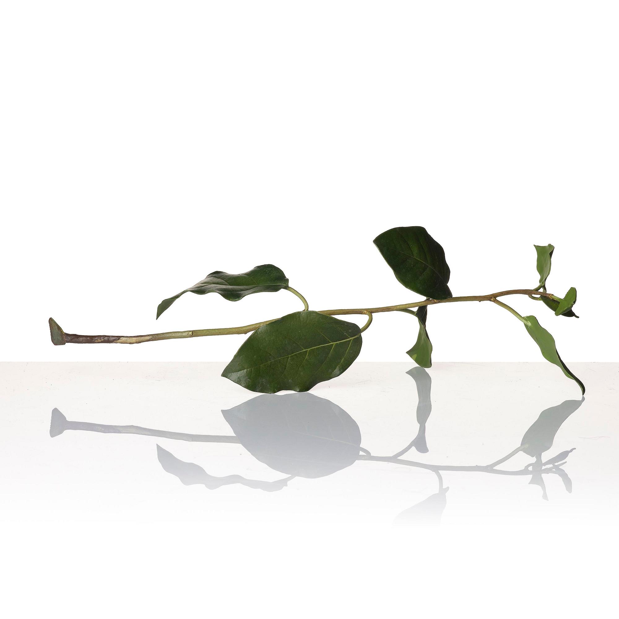 Tony Matelli, "Weed #424".