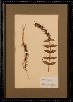 BOTANISKA TAVLOR, 4 st, Sverige, 1920-30-tal.
