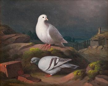 247. Ferdinand von Wright, "DOVES ON A CLIFF".