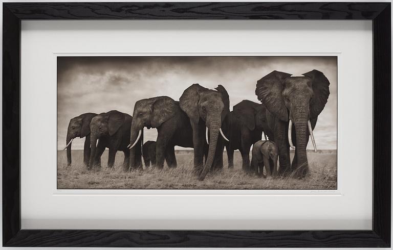 Nick Brandt, "Elephants Resting, Amboseli, 2007".