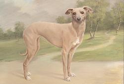 A Collector’s Home – Dog Theme E1250