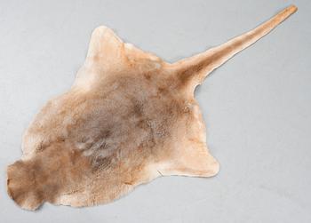 KÄNGURUSKINN, 1900-talets slut.