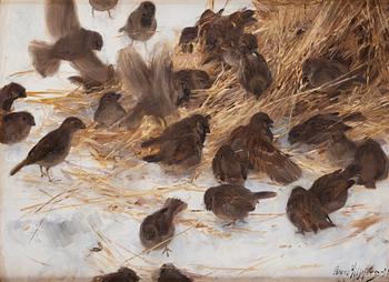 577. Bruno Liljefors, Sparrows.