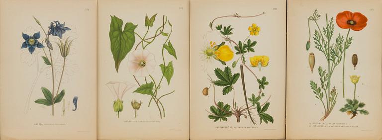 "Nordens flora", 100 pieces  by  C.A.M Lindman, A. Börtzells, Stockholm.