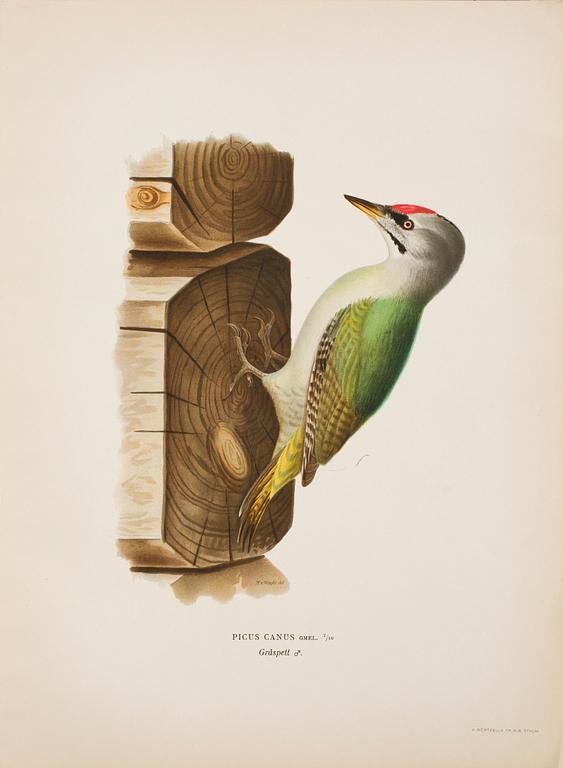 PARTI GRAFISKA BLAD, 170 st, ur von Wrights "Svenska fåglar".