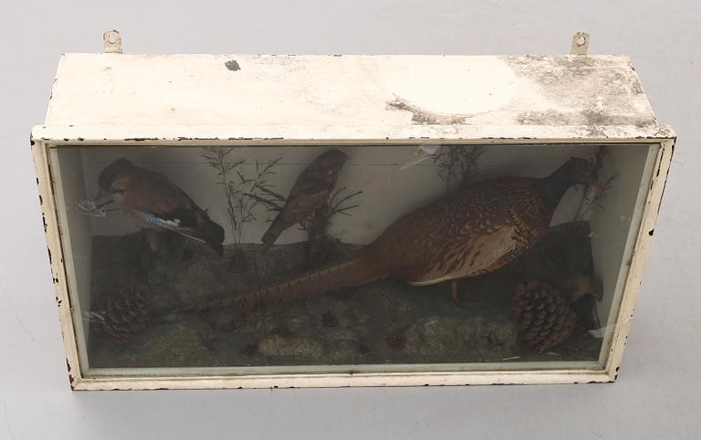 DIORAMA med uppstoppad fasan och andra fåglar, 1900-talets första hälft.