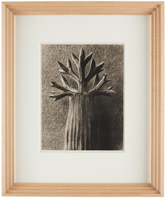 Karl Blossfeldt, "Urformen der Kunst", 1928 (22 parts).