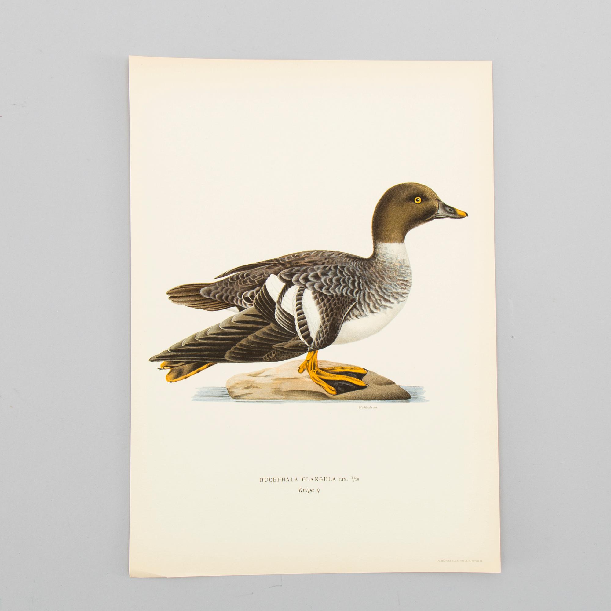 LITOGRAFISKA TRYCK, ca 150 st, Ferdinand von Wright, Börtzells, Stockholm.