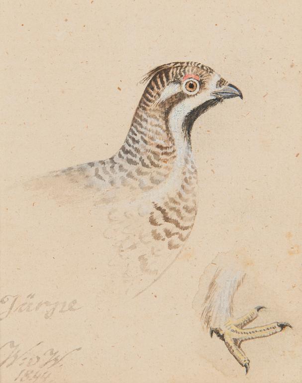 Wilhelm von Wright, Järpe.