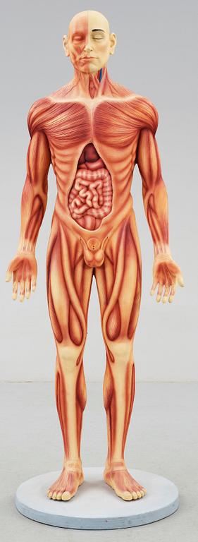 ANATOMISK MODELL, plast, omkr 2000.