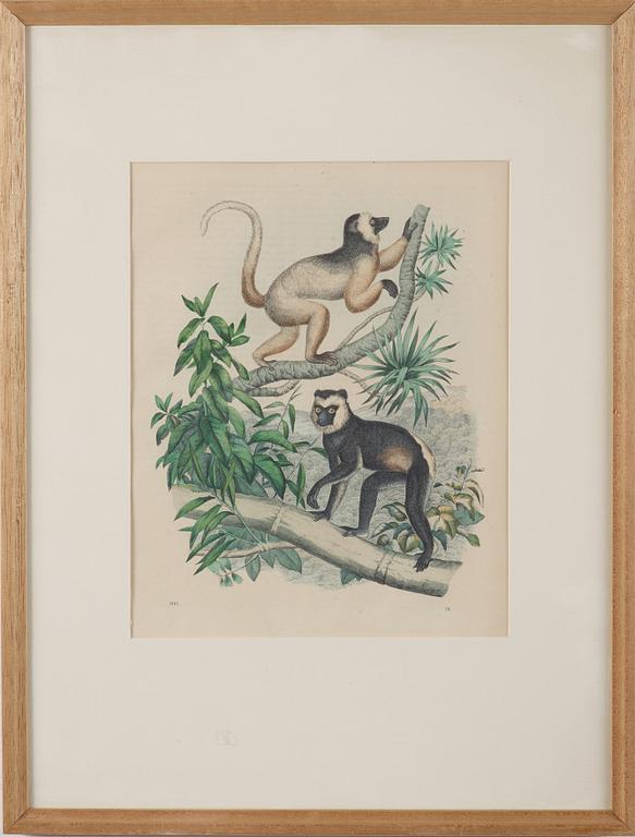 8 color litographs with animals, butterflies, fishes and monkeys, 19th/20th century.