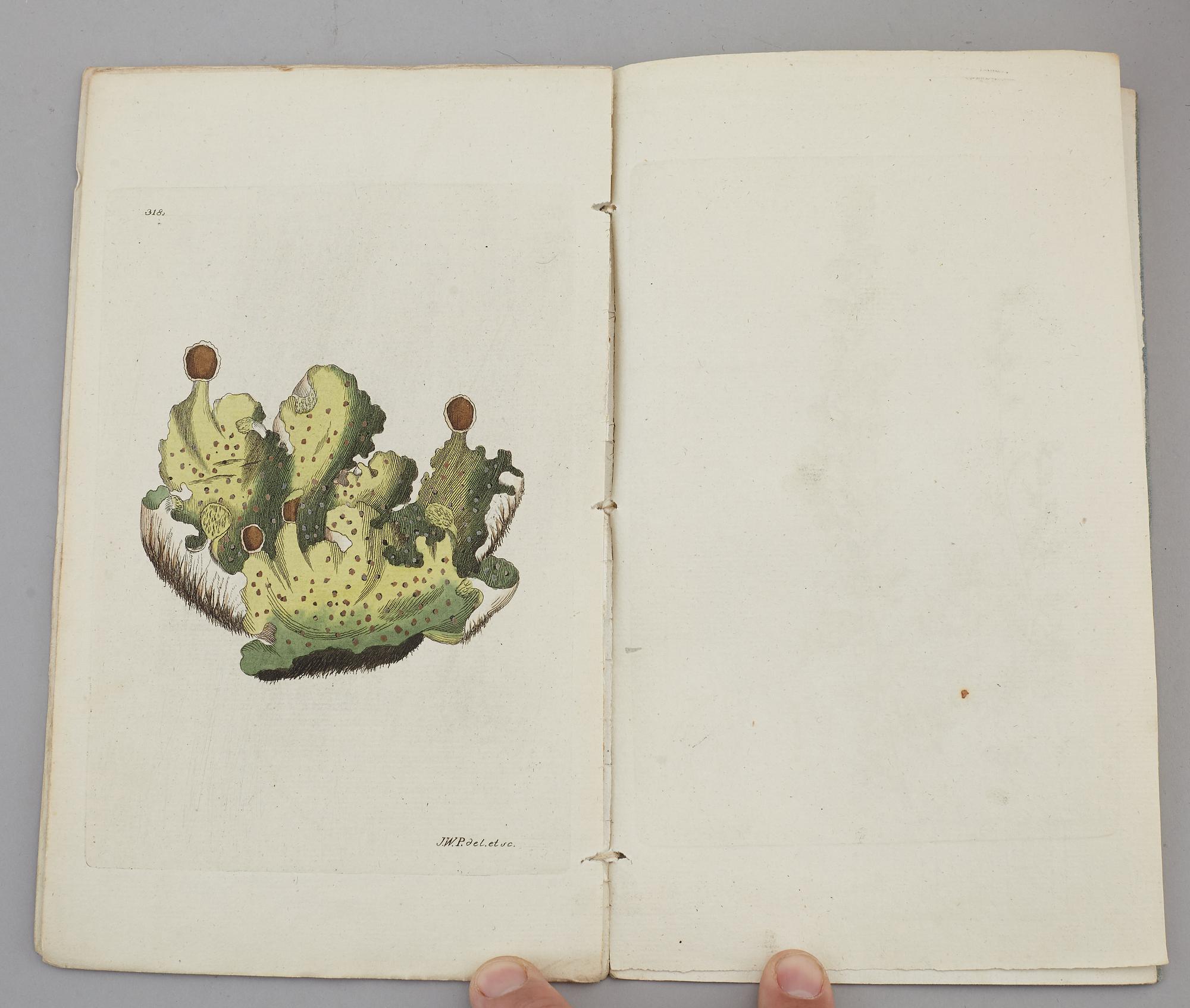 JOHAN WILHELM PALMSTRUCH, "Svensk Botanik, vol I-V. 1803-1805.