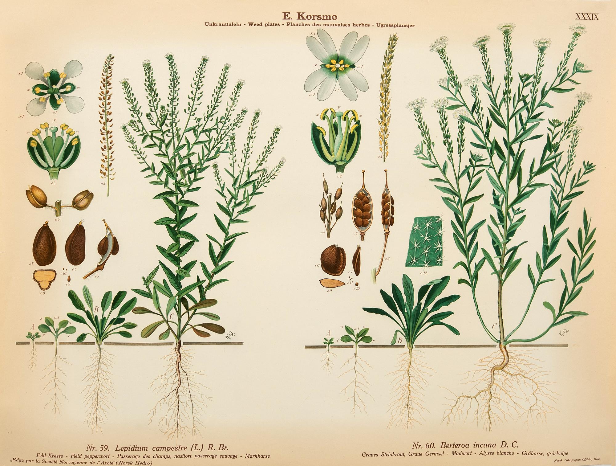 Emil Korsmo, 29 lithographic weed plates.