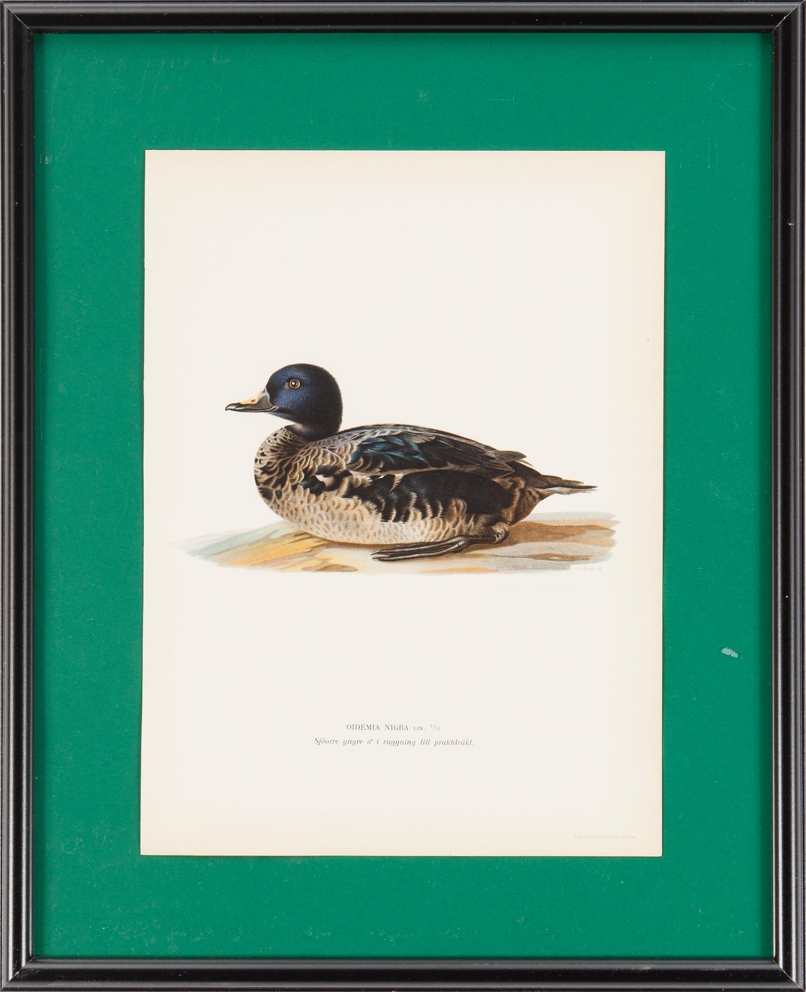 LITOGRAFISKA TRYCK, 6 st, ur M och W von Wrights "Svenska fåglar", A. Börtzells, Stockholm, 1917-29.