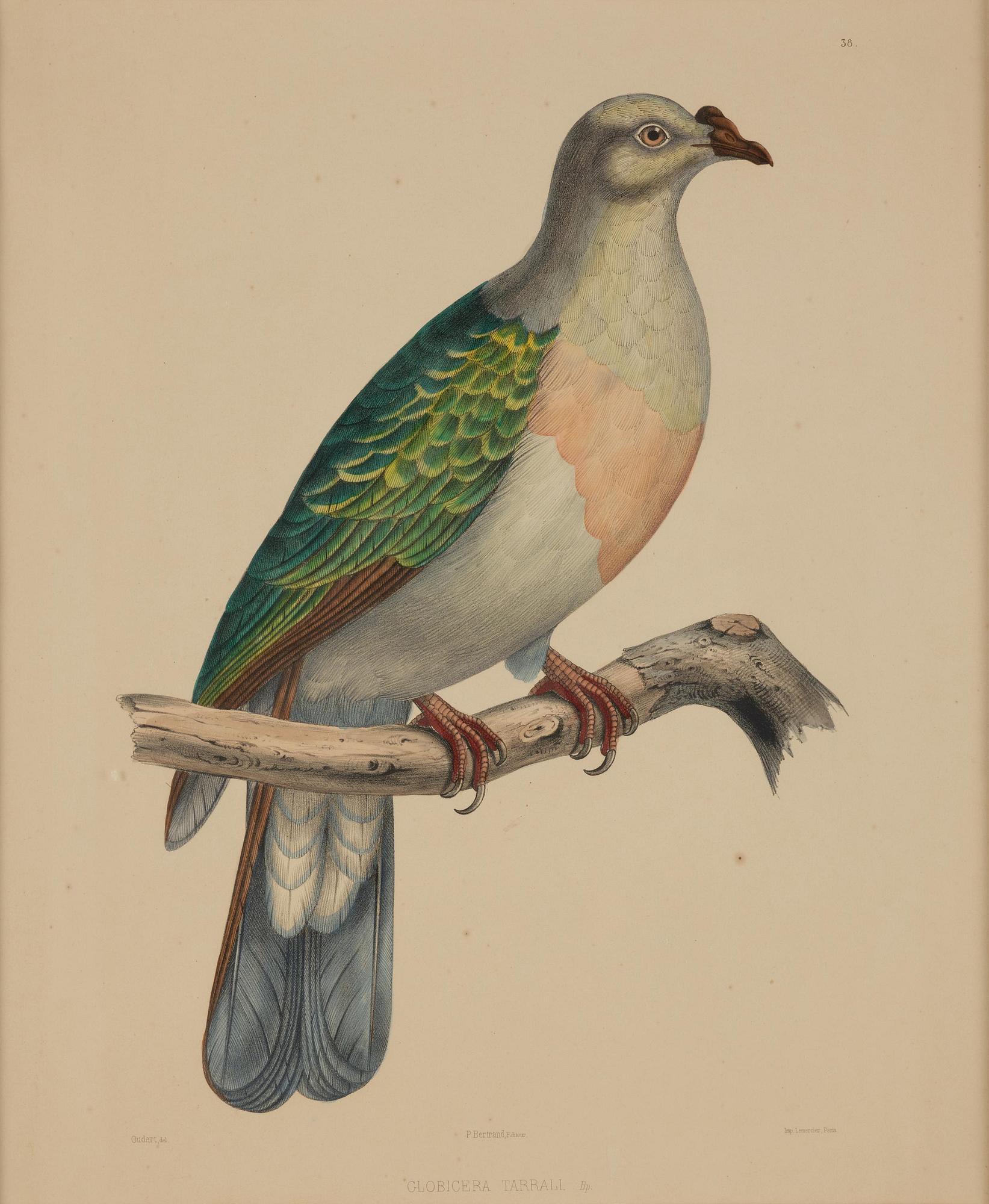 A set of eight plates from "Iconographie des pigeons" by Charles Lucien Bonaparte.