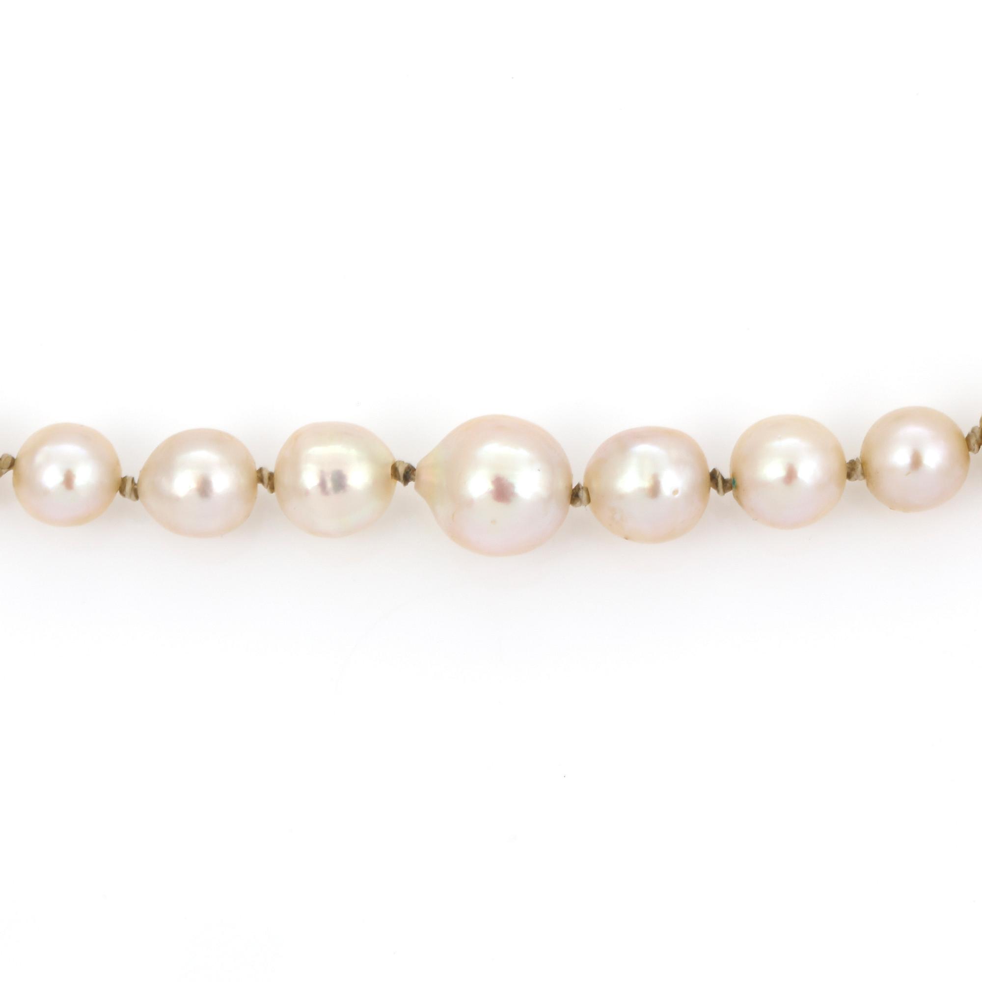 COLLIER, odlade saltvattenpärlor, lås i silver med safir.