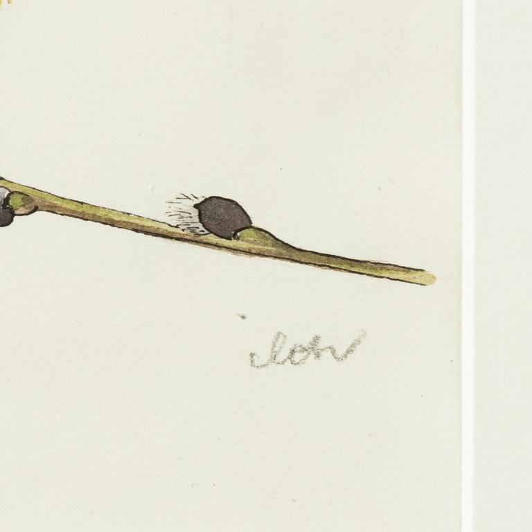 Ilon Wikland, Blue tit on a willow branch.