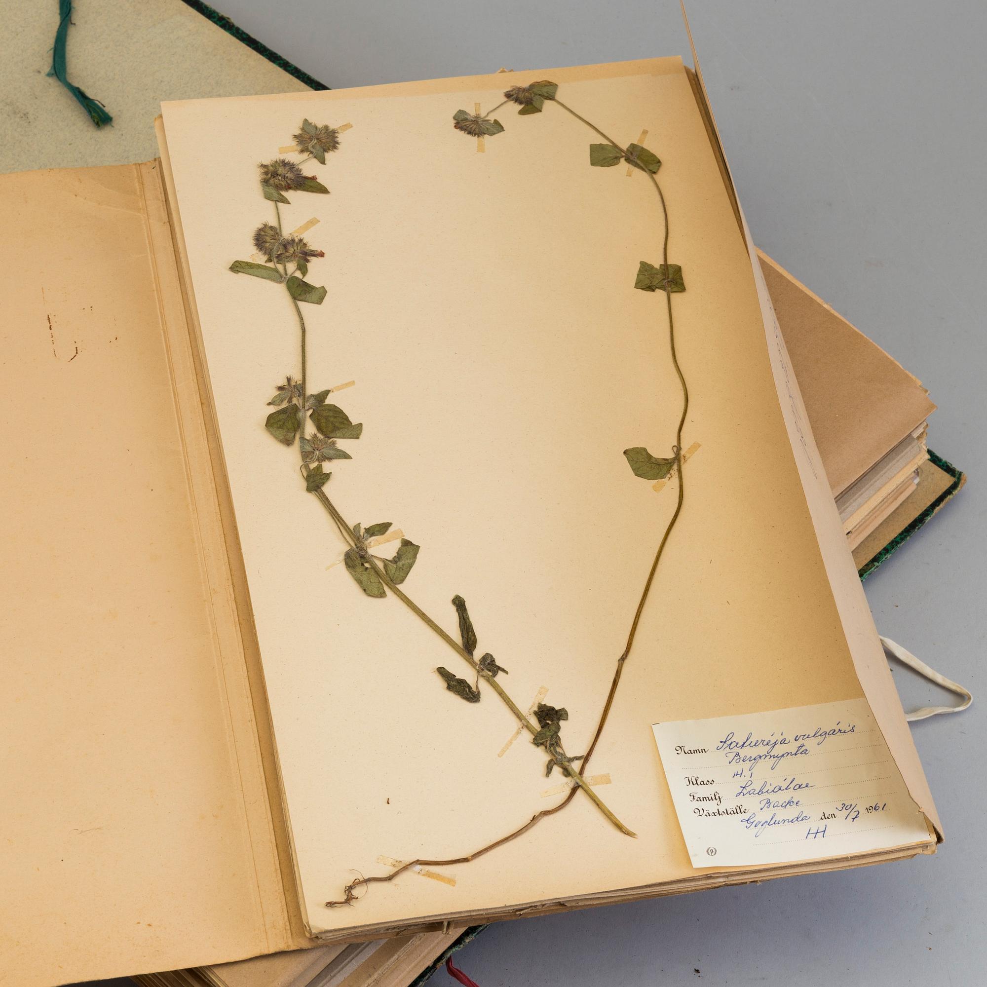 HERBARIUM, i 6 pärmar samt press, 1900-tal.