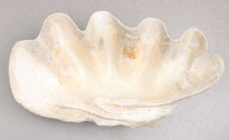 FOSSIL, mussla.